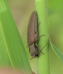 Synaptus filiformis