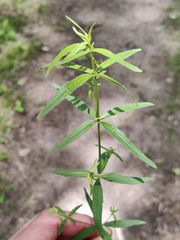 Galium uniflorum