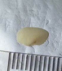 Striarca lactea