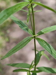 Galium uniflorum