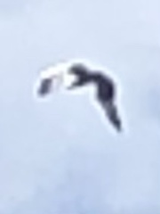 Pelecanus erythrorhynchos