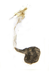Ephestia elutella