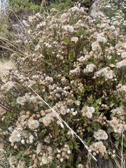 Ageratina sternbergiana