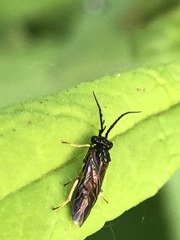 Cladius pectinicornis