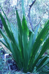 Doryanthes excelsa