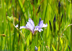 Iris prismatica