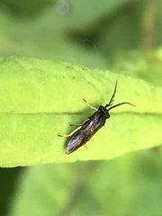 Cladius pectinicornis