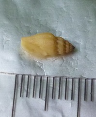 Mangelia