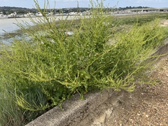 Beta vulgaris