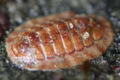 Tripoplax trifida