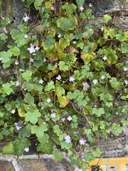 Cymbalaria muralis