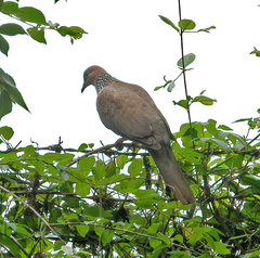 Streptopelia chinensis