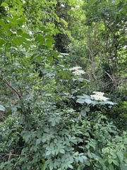 Sambucus nigra