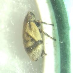 Lepyronia coleoptrata