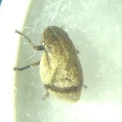 Lepyronia coleoptrata