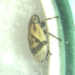 Lepyronia coleoptrata