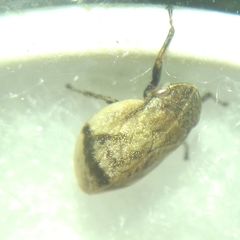 Lepyronia coleoptrata