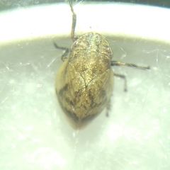 Lepyronia coleoptrata