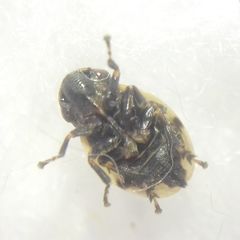 Lepyronia coleoptrata