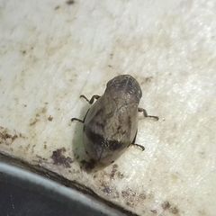 Lepyronia coleoptrata