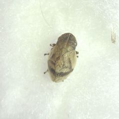 Lepyronia coleoptrata