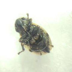 Lepyronia coleoptrata