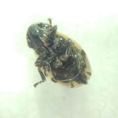 Lepyronia coleoptrata