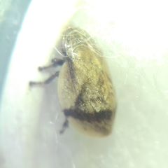 Lepyronia coleoptrata