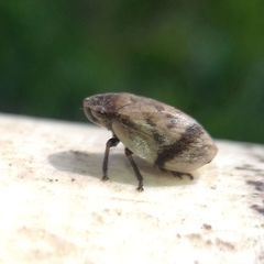 Lepyronia coleoptrata