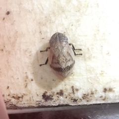 Lepyronia coleoptrata