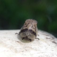 Lepyronia coleoptrata