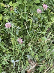 Trifolium pratense