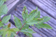 Dasineura ulmaria
