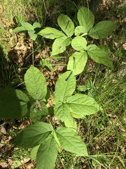 Coenagrion resolutum