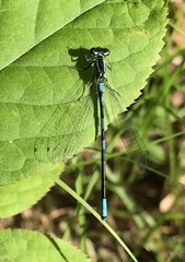 Coenagrion resolutum