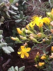 Hypericum concinnum