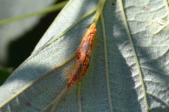 Triphragmium ulmariae