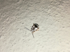 Acrocyum dorsalis