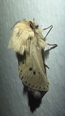 Dyspessa salicicola