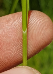 Carex wiegandii