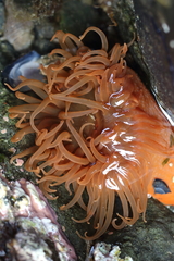 Aulactinia