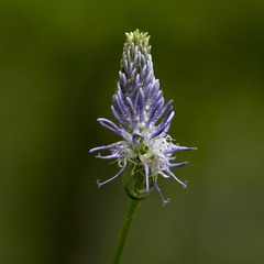 Phyteuma betonicifolium
