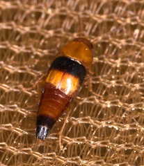 Tachyporus obtusus