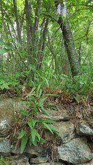 Phyteuma betonicifolium