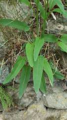 Phyteuma betonicifolium