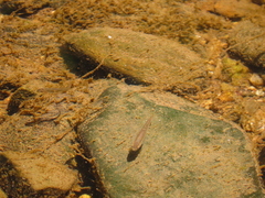 Rhinichthys atratulus