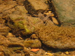 Rhinichthys atratulus