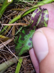 Dactylorhiza fuchsii fuchsii