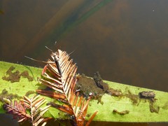 Limnoporus canaliculatus