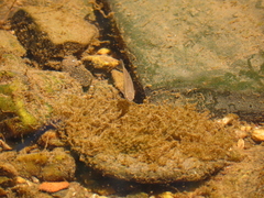 Rhinichthys atratulus